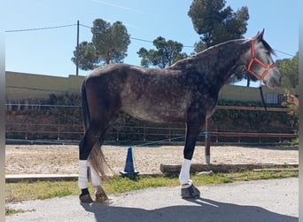 PRE Croisé, Hongre, 5 Ans, 164 cm, Gris