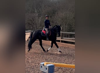 PRE Croisé, Hongre, 5 Ans, 164 cm, Noir