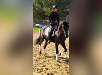 PRE Croisé, Hongre, 5 Ans, 164 cm, Noir