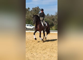 PRE Croisé, Hongre, 5 Ans, 164 cm, Noir