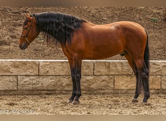 PRE, Hongre, 5 Ans, 165 cm, Bai brun