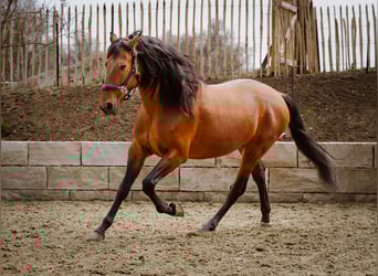 PRE, Hongre, 5 Ans, 165 cm, Bai brun