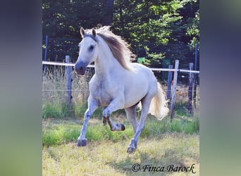PRE Croisé, Hongre, 5 Ans, 165 cm, Gris