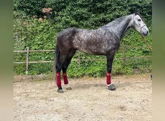 PRE Croisé, Hongre, 5 Ans, 165 cm, Gris