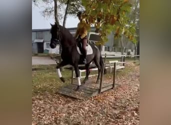 PRE Croisé, Hongre, 5 Ans, 165 cm, Noir