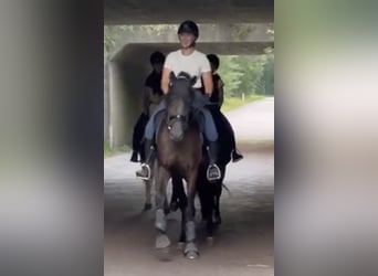 PRE Croisé, Hongre, 5 Ans, 165 cm, Noir