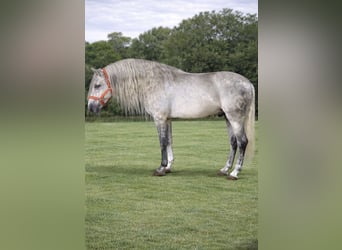 PRE, Hongre, 5 Ans, 166 cm, Gris