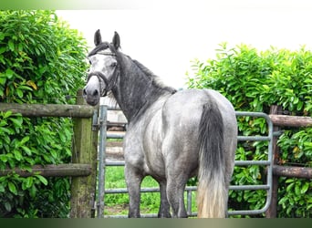 PRE, Hongre, 5 Ans, 166 cm, Gris