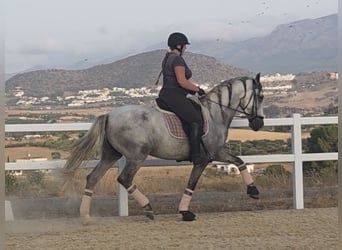 PRE, Hongre, 5 Ans, 166 cm, Gris