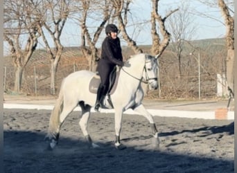 PRE Croisé, Hongre, 5 Ans, 166 cm, Gris