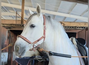 PRE Croisé, Hongre, 5 Ans, 166 cm, Gris