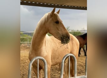 PRE Croisé, Hongre, 5 Ans, 166 cm, Palomino