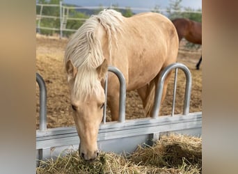 PRE Croisé, Hongre, 5 Ans, 166 cm, Palomino