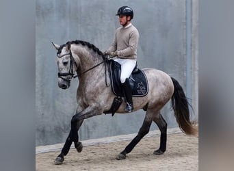 PRE, Hongre, 5 Ans, 167 cm, Gris