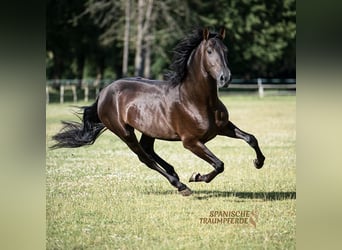 PRE Croisé, Hongre, 5 Ans, 167 cm, Noir