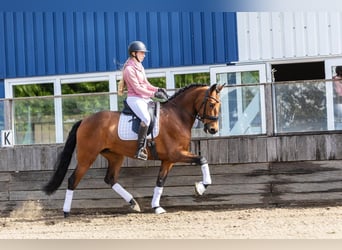 PRE, Hongre, 5 Ans, 168 cm, Bai