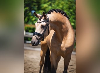 PRE Croisé, Hongre, 5 Ans, 168 cm, Buckskin