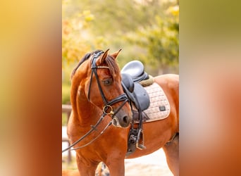 PRE Croisé, Hongre, 5 Ans, 169 cm, Bai cerise