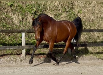 PRE Croisé, Hongre, 5 Ans, 170 cm, Bai cerise
