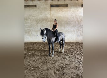 PRE, Hongre, 5 Ans, 170 cm, Gris