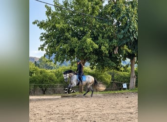 PRE Croisé, Hongre, 5 Ans, 170 cm, Gris pommelé