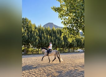 PRE Croisé, Hongre, 5 Ans, 170 cm, Gris pommelé