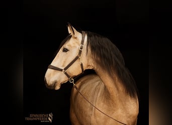 PRE Croisé, Hongre, 5 Ans, 171 cm, Isabelle