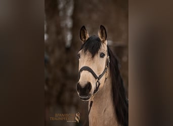 PRE Croisé, Hongre, 5 Ans, 171 cm, Isabelle