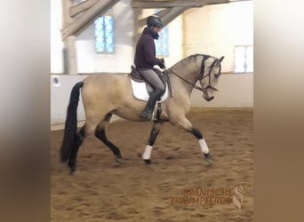 PRE Croisé, Hongre, 5 Ans, 171 cm, Isabelle