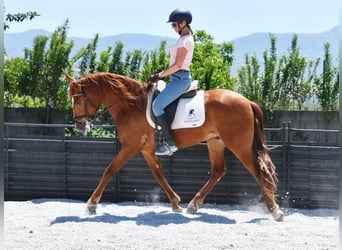 PRE, Hongre, 5 Ans, Alezan