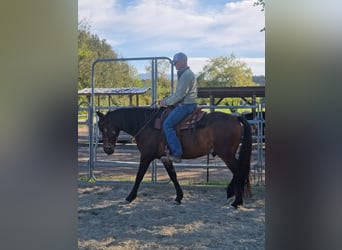 PRE Croisé, Hongre, 6 Ans, 150 cm, Bai brun