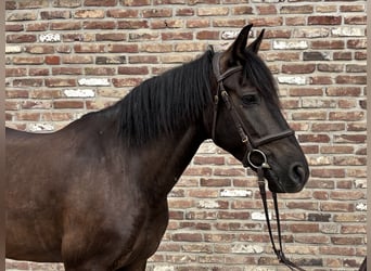 PRE, Hongre, 6 Ans, 152 cm, Noir
