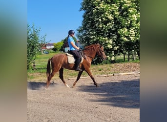 PRE Croisé, Hongre, 6 Ans, 153 cm, Alezan