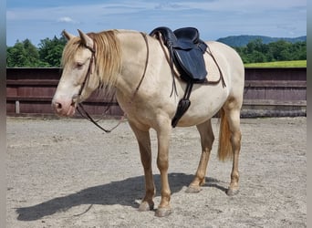 PRE Croisé, Hongre, 6 Ans, 153 cm, Perlino