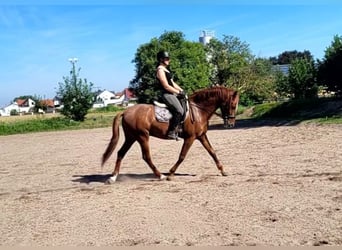 PRE Croisé, Hongre, 6 Ans, 154 cm, Alezan
