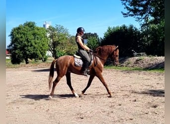 PRE Croisé, Hongre, 6 Ans, 154 cm, Alezan