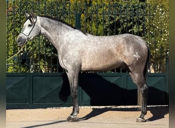 PRE Croisé, Hongre, 6 Ans, 159 cm, Gris pommelé