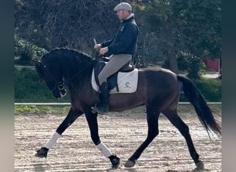 PRE Croisé, Hongre, 6 Ans, 160 cm, Noir