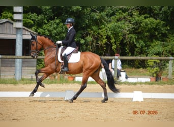 PRE Croisé, Hongre, 6 Ans, 162 cm, Bai cerise