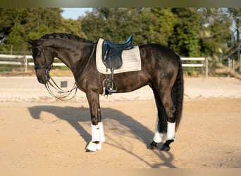 PRE, Hongre, 6 Ans, 162 cm, Noir