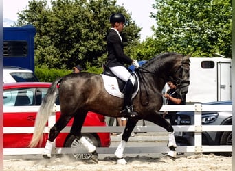 PRE, Hongre, 6 Ans, 163 cm, Gris (bai-dun)