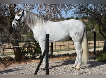 PRE Croisé, Hongre, 6 Ans, 163 cm, Gris