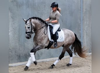 PRE Croisé, Hongre, 6 Ans, 163 cm, Gris