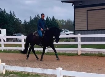 PRE Croisé, Hongre, 6 Ans, 163 cm, Noir