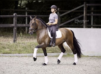 PRE, Hongre, 6 Ans, 164 cm, Bai brun