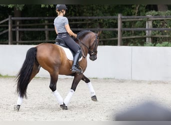 PRE, Hongre, 6 Ans, 164 cm, Bai brun