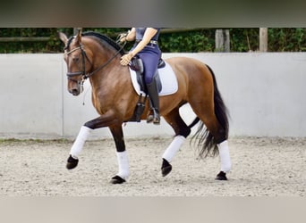 PRE, Hongre, 6 Ans, 164 cm, Bai brun