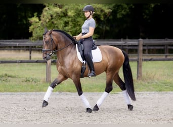 PRE, Hongre, 6 Ans, 164 cm, Bai brun