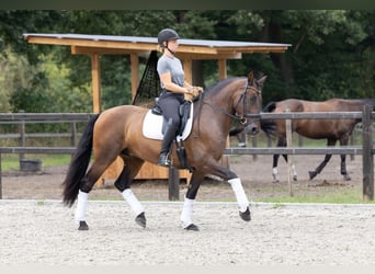 PRE, Hongre, 6 Ans, 164 cm, Bai brun