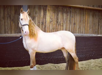 PRE Croisé, Hongre, 6 Ans, 164 cm, Cremello